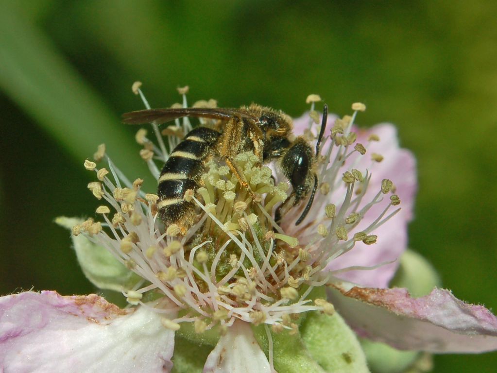 Halictus sp. F (Apidae Halictinae)